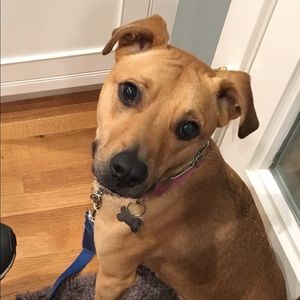 Meet your Posher, Clara